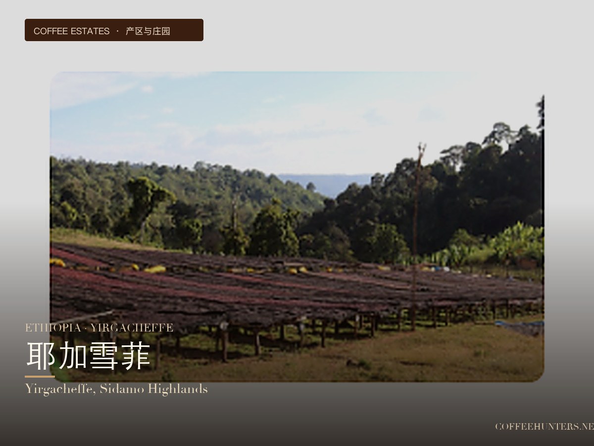 Ethiopian Yirgacheffe Coffee Beans: A Comprehensive Guide to High-Altitude Floral-Fruity Flavors and Pour Over Parameters