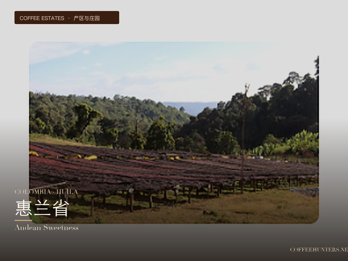 Recommended Colombian Huila Coffee Beans | Pour Over Parameters and Flavor Analysis