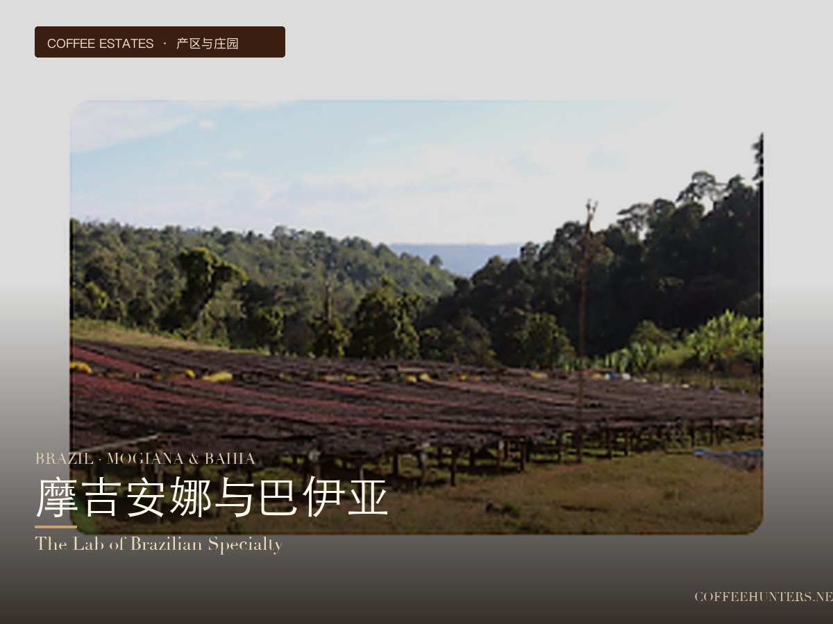 Brazilian Mogiana and Bahia Coffee Beans: Regional Flavors, Variety Analysis, and Brewing Recommendations