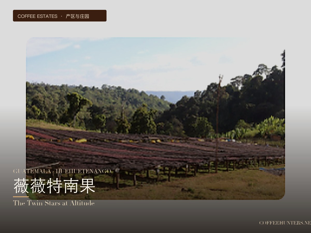Guatemala Huehuetenango & Acatenango: High-Altitude Coffee Bean Recommendations & Flavor Analysis