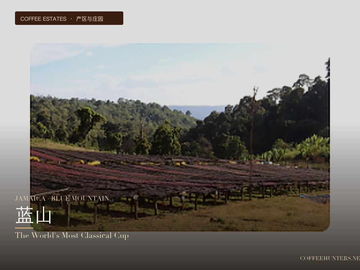 A Comprehensive Guide to Jamaican Blue Mountain Coffee: From Region to Brewing