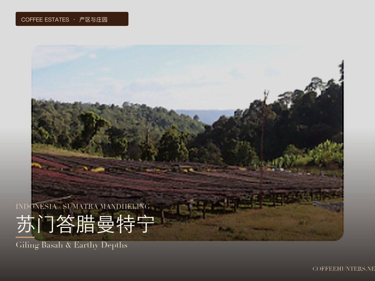 Indonesian Sumatra Mandheling Coffee: Wet-Hulling Creates Low-Acidity, Full-Bodied Flavor & Pour Over Guide
