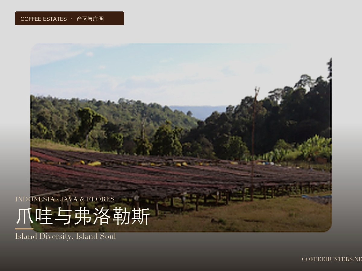Indonesian Java and Flores Coffee Beans: Flavor Profiles and Pour Over Parameters Guide
