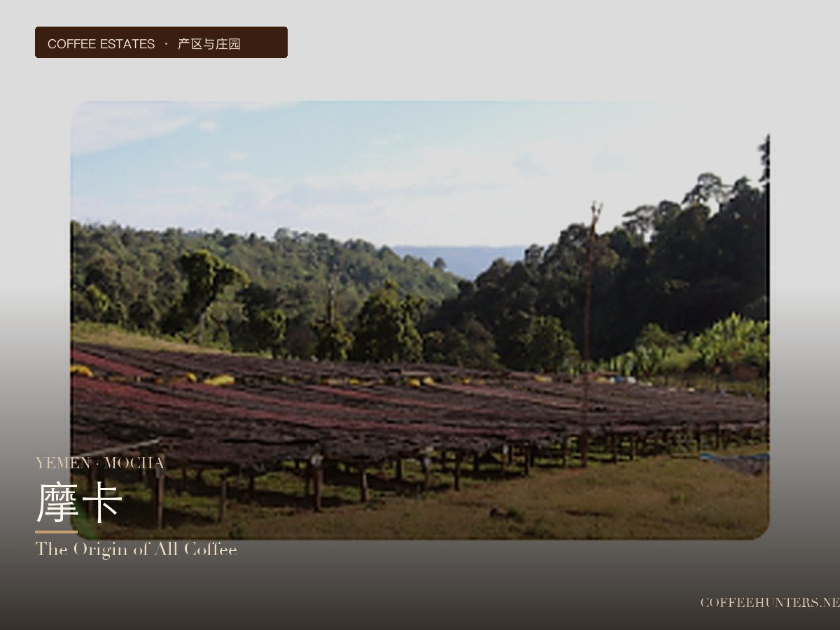 A Complete Guide to Yemen Mocha Coffee: Flavor, Origins, and Pour Over Parameters