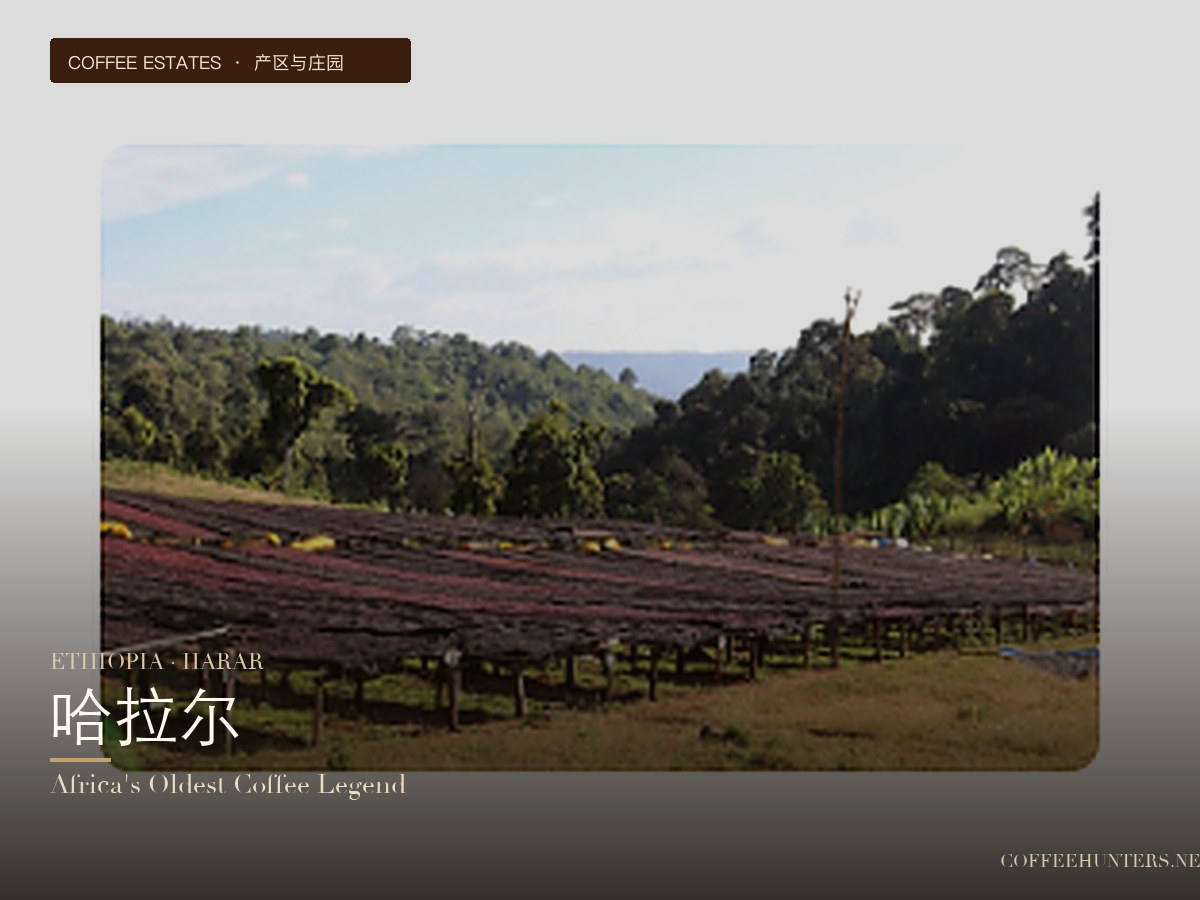 A Comprehensive Guide to Ethiopian Harar Coffee: Flavor, Processing Method & Pour Over Recommendations