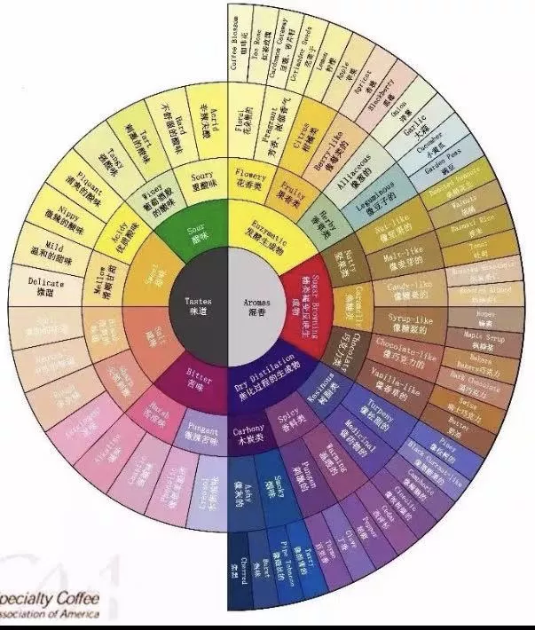 Beginner's Guide to Selecting Specialty Coffee Beans: Flavor Profiles of Three Major Regions and Pour Over Recommendations