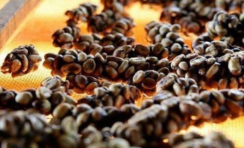 How to distinguish real from fake Vietnamese civet coffee? Understand everything from origin to price in one go