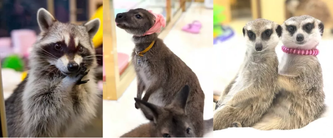 South Korea bans wildlife cafes amid concerns over animal welfare and hygiene risks
