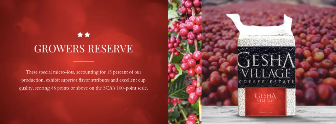 Unveiling the Grading of Finca El Velo Geisha Coffee: What’s the Difference Between Auction, Red, Green, and Blue Labels? How to Choose?