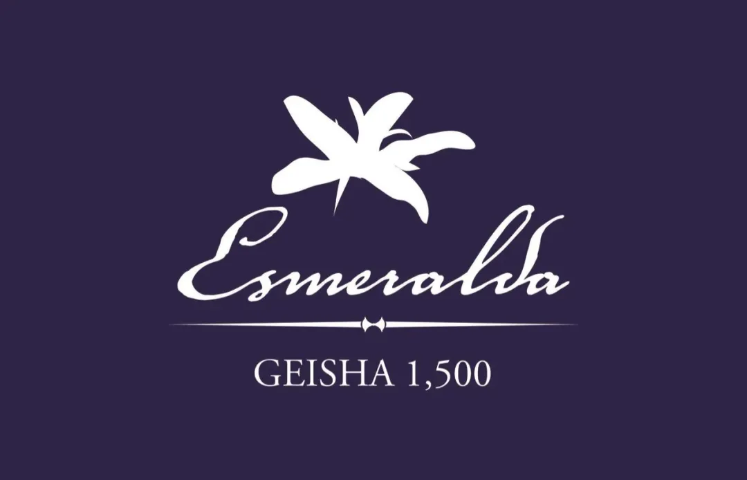 Unveiling the Grading of Finca El Velo Geisha Coffee: What’s the Difference Between Auction, Red, Green, and Blue Labels? How to Choose?
