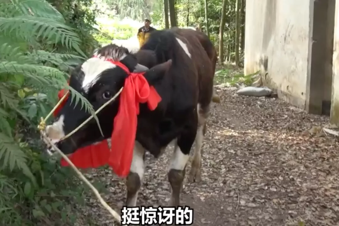 Takeaway platform surprises with cow giveaway: Marketing strategy behind 140,000 bubble tea winners