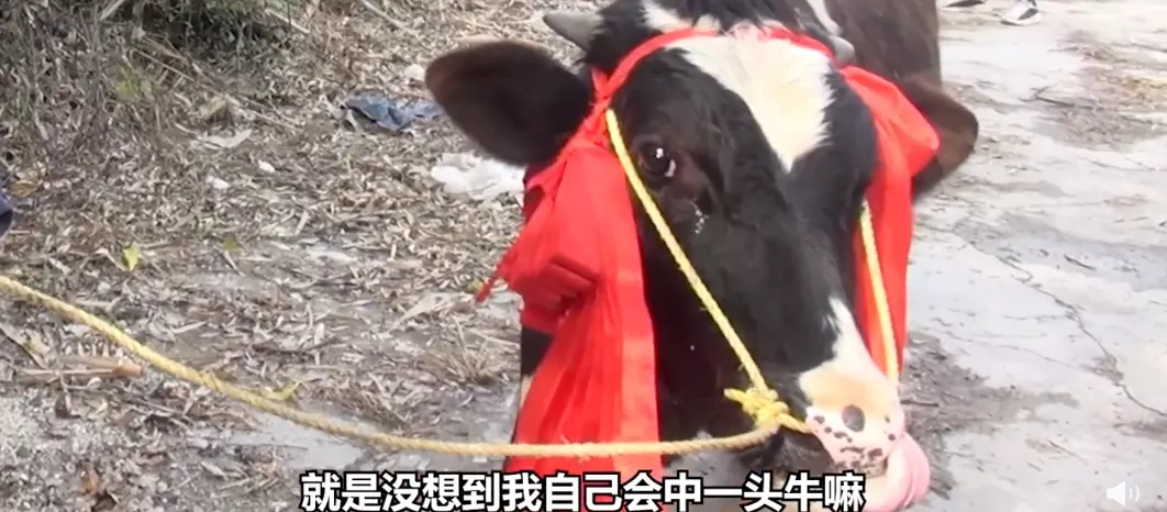 Takeaway platform surprises with cow giveaway: Marketing strategy behind 140,000 bubble tea winners