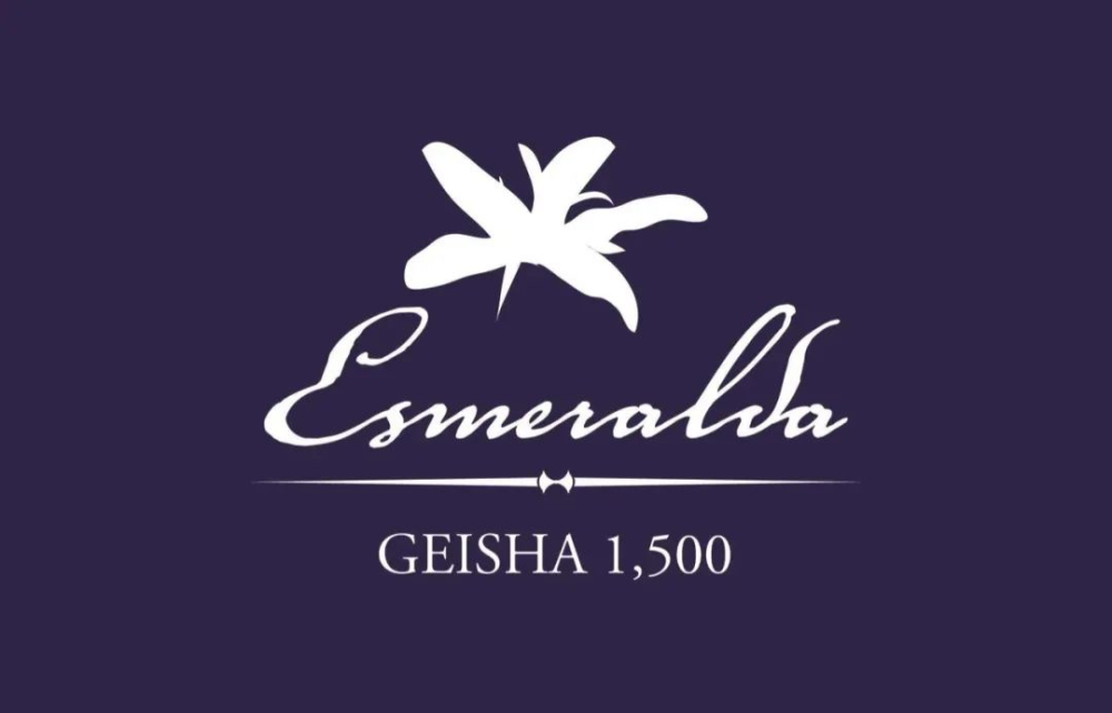 Panama Geisha (Hacienda La Esmeralda) Grading Guide: Differences Between Red, Green, and Blue Labels, Auction Prices, and Brewing Tips