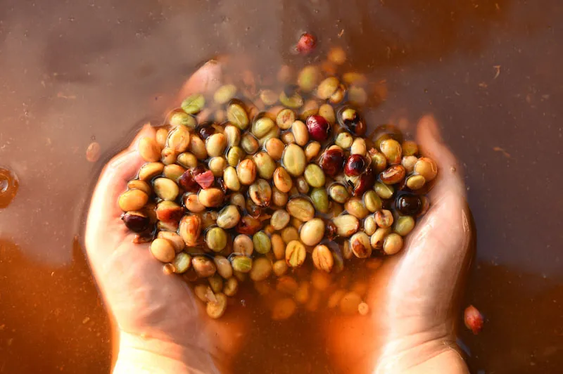 Anaerobic Processed Coffee vs. Flavored Coffee: A Comprehensive Analysis of Flavor Principles and Health Concerns