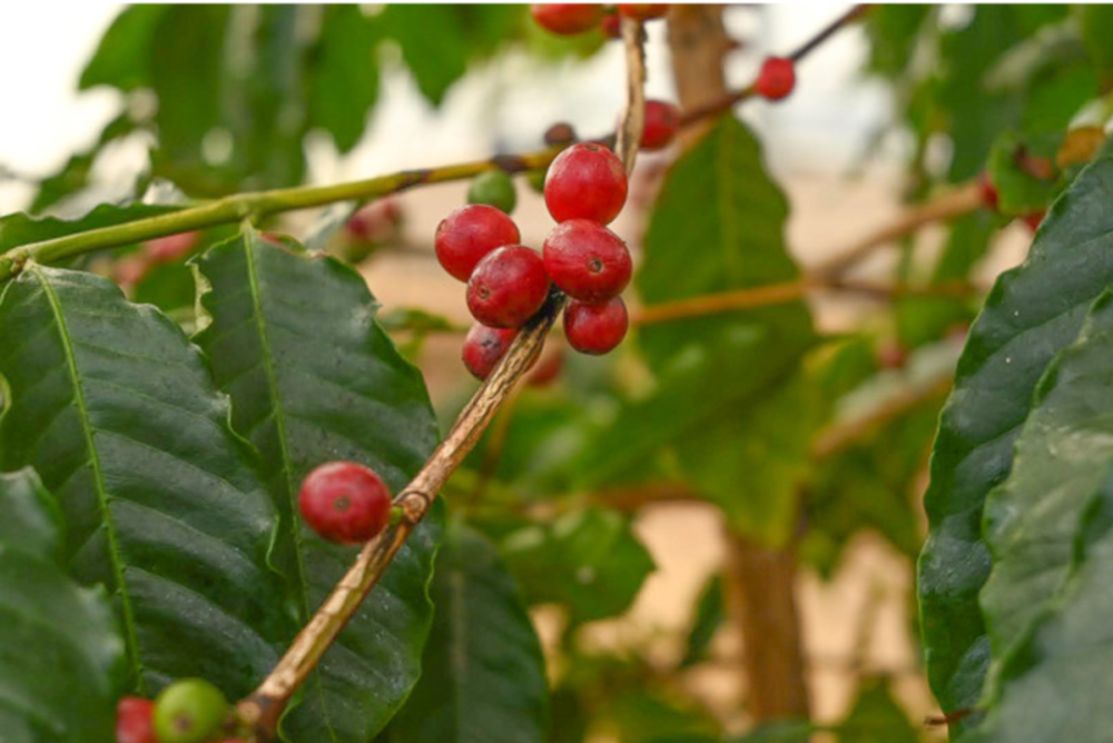 Japan's first greenhouse-grown coffee beans sell out in pre-sale—why are they priced at 1,500 yuan per kilogram?