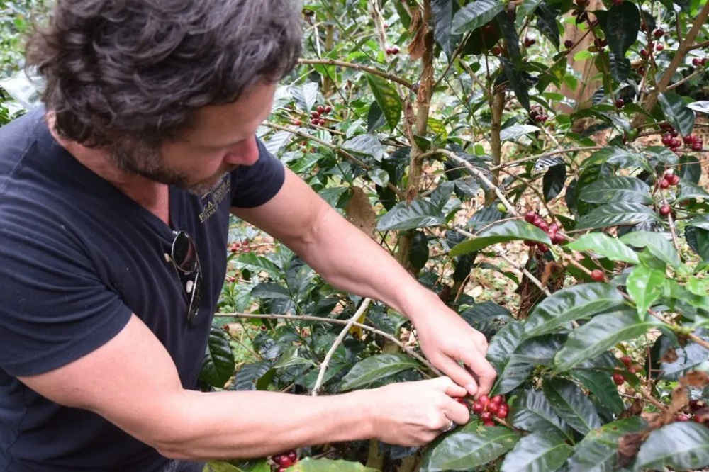 Analysis of the Single-Cup Price of Panamanian Geisha | Complete Guide to Deborah Savitzky's Anaerobic Natural Flavor and Processing