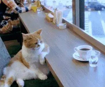 Essential Guide for Coffee Beginners: How to Order Without Regrets | A Complete Guide to Choosing Espresso-based Milk Coffees and Pour Over Beans