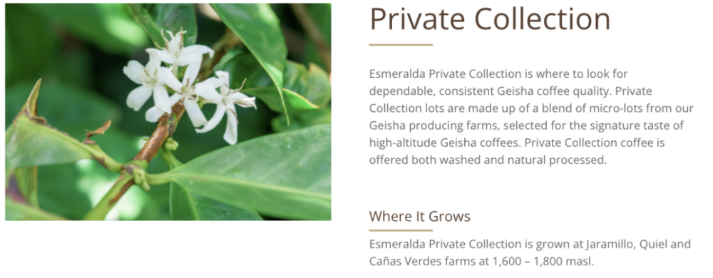 Flavor Profile and Pour Over Brewing Guide for Panamanian Emerald Geisha: How to Choose Between Red and Green Label?