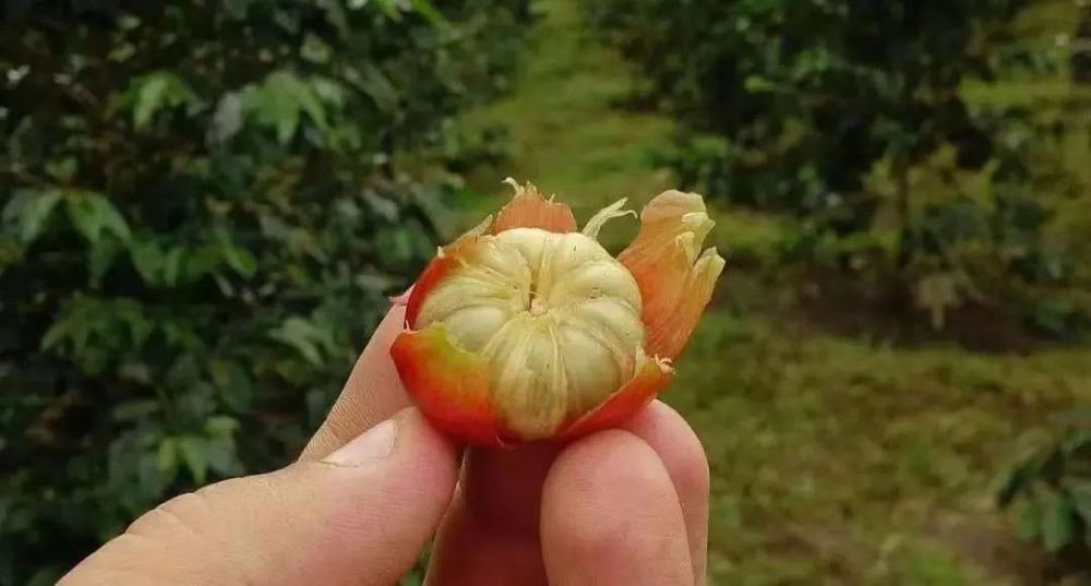 Unveiling Multi-Seeded Arabica Coffee: The Rare Mutation of Seven Beans and Its Disease-Resistance Potential