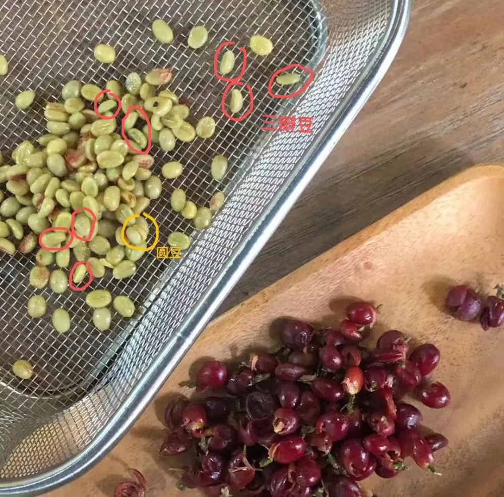 Unveiling Multi-Seeded Arabica Coffee: The Rare Mutation of Seven Beans and Its Disease-Resistance Potential