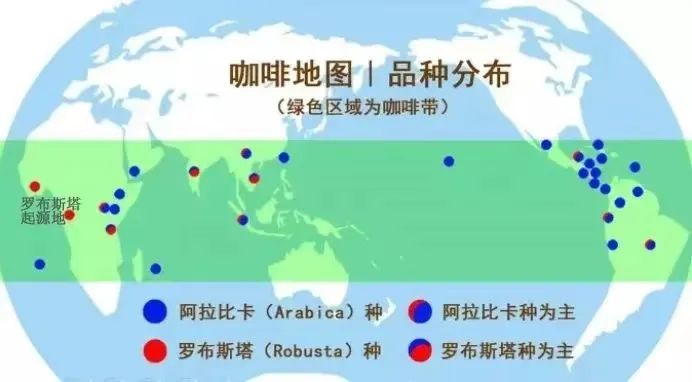A Complete Breakdown of Arabica vs. Robusta Beans | The Truth Behind 100% Arabica Labeling and the Characteristics of the Two Major Branches