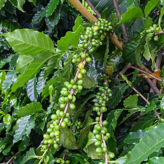 Hong Kong IT guy pivots to farming！Grows Hong Kong–grown Caturra beans using anaerobic fermentation
