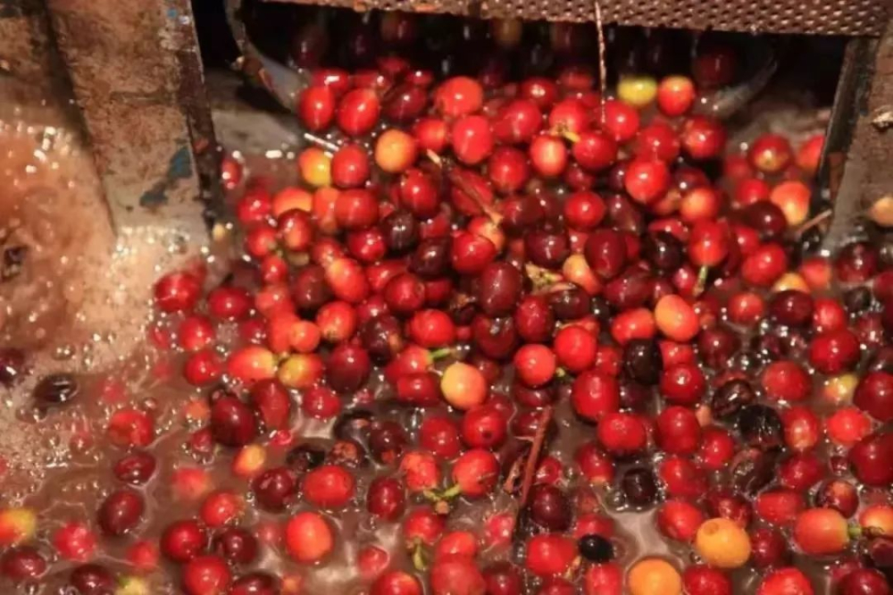 How to Choose Specialty Coffee Beans? Understanding Coffee Grades and Flavor Differences from the SCA Cupping 80-Point Standard