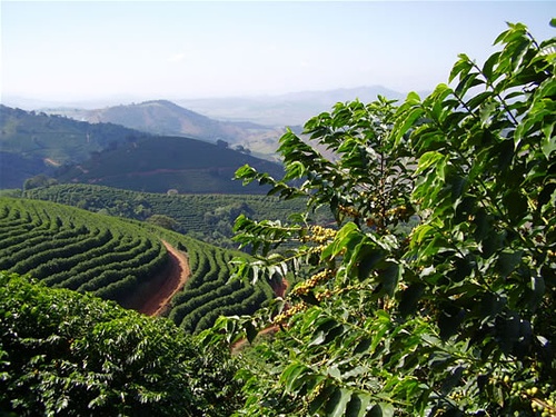 How to Brew Colombian Huila Coffee Beans? A Complete Guide to Regional Flavor, Washed Processing, and Pour Over Parameters