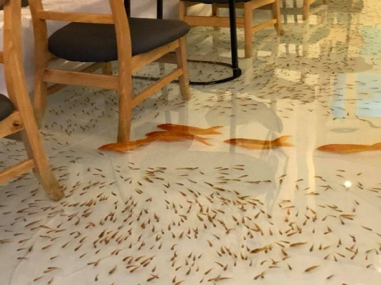 Vietnamese Koi Café Sparks Controversy: Exploring the Safety and Ethics of Interactive Floor Design in Fish Tanks