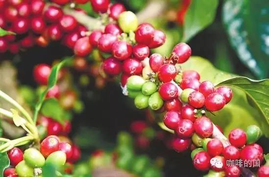 The Rise of Yunnan Small-Bean Coffee: A Comprehensive Analysis from International Coffee Day to the Future of the Industry