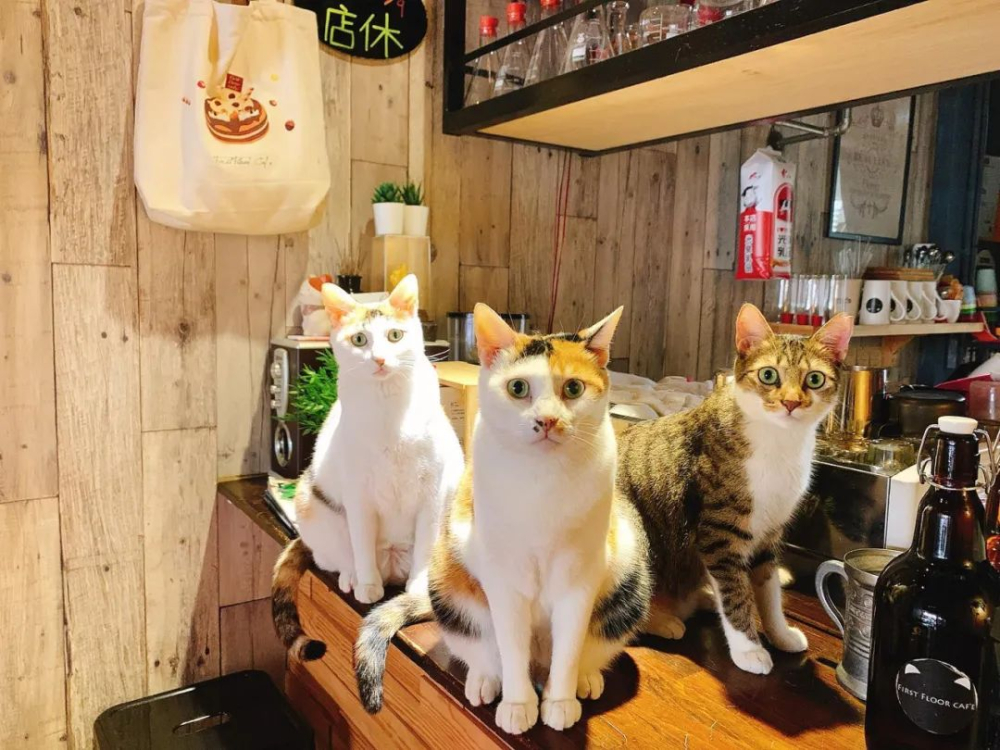 The Truth Behind Animal Cafés: From Owls to Cats, A Full Analysis of Animal Welfare Concerns