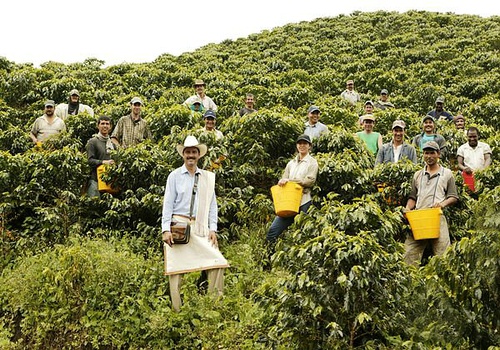 How to Brew Colombian Huila Coffee Beans? A Complete Guide to Regional Flavor, Washed Processing, and Pour Over Parameters