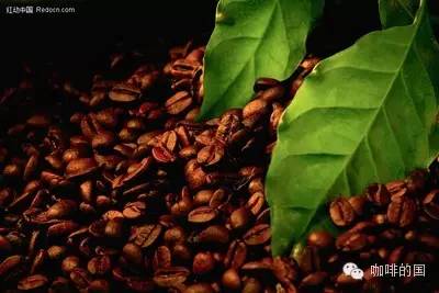 The Rise of Yunnan Small-Bean Coffee: A Comprehensive Analysis from International Coffee Day to the Future of the Industry