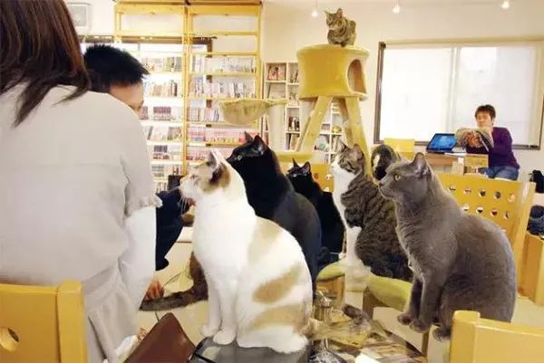 The Truth Behind Animal Cafés: From Owls to Cats, A Full Analysis of Animal Welfare Concerns