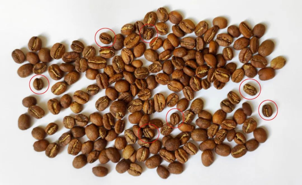 What’s the difference between coffee peaberry and flat bean? Causes, flavors, and roasting — explained all at once