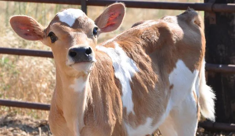 What’s the difference between Jersey milk and regular fresh milk? A real-world test of the differences when using it for Dirty and Latte
