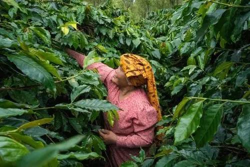 A Complete Guide to Indonesian Coffee Bean Regions and Varieties: From Sumatra Mandheling to Wet-Hulling