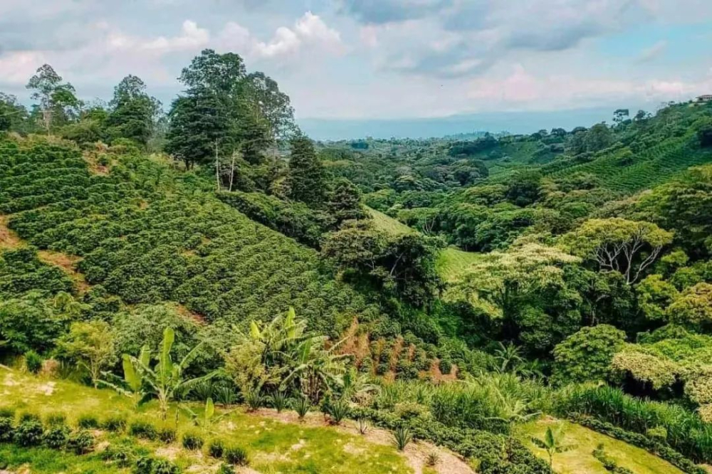 Unveiling the Grading of Ethiopian and Kenyan Coffee Beans: What’s the Difference Between AA, G1, and SHB?