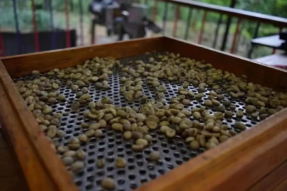Unveiling the Grading of Ethiopian and Kenyan Coffee Beans: What’s the Difference Between AA, G1, and SHB?