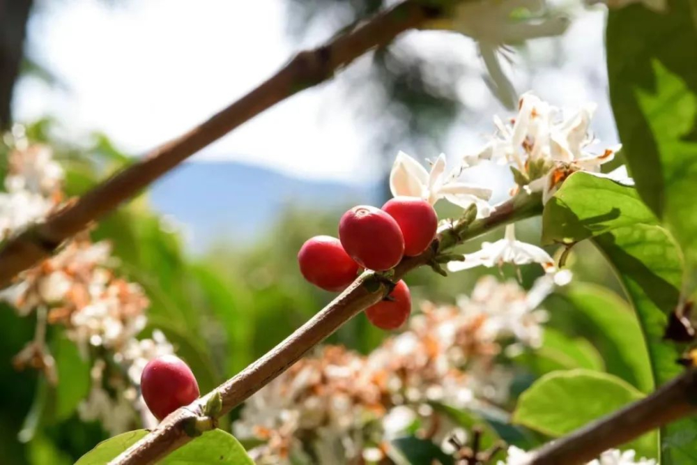 Where does coffee flavor come from? A comprehensive breakdown of 5 key factors from origin to brewing