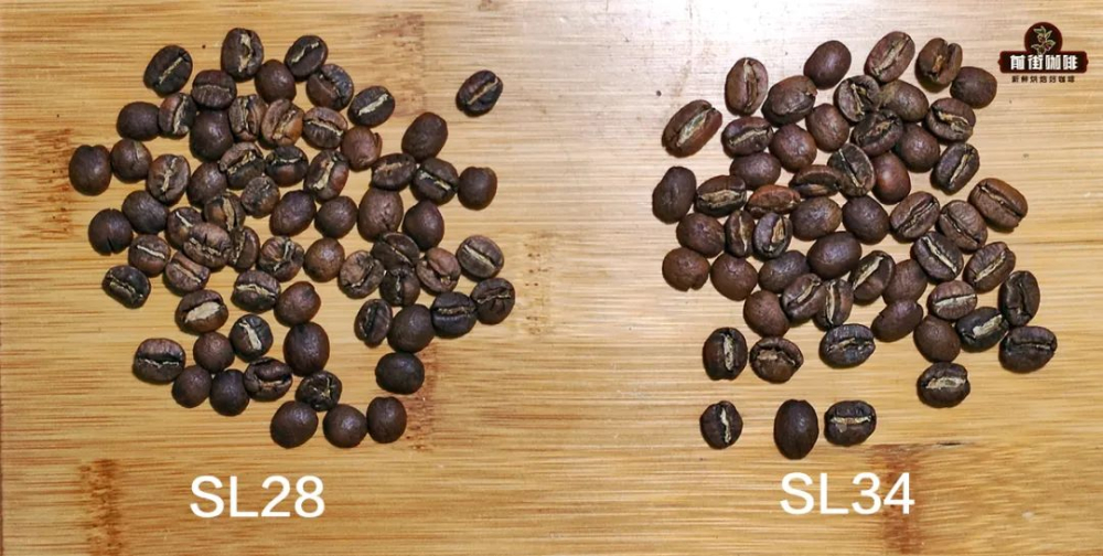 Identifying Arabica Varieties by Bean Appearance: Analyzing the Physical Characteristics of Typica, Bourbon, and Geisha