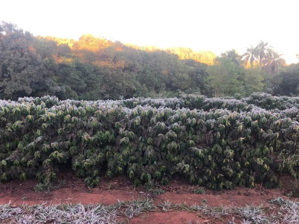 Brazilian coffee bean inventory is running low, ICE plans to release two-year-old stored beans to stabilize the market