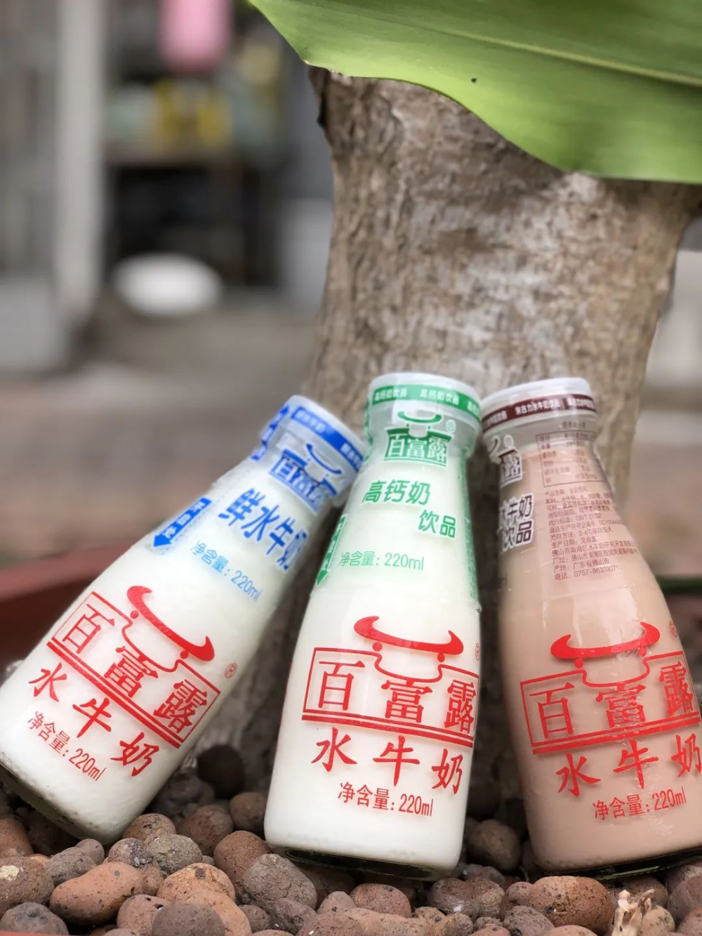 Fresh Milk vs. Water Buffalo Milk in Coffee: A Full Analysis of Flavor Layers, Milk Foam Details, and Pairing Suggestions