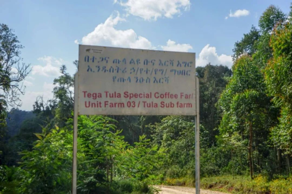A Comprehensive Guide to Green Coffee Bean Grading: What Do AA, G1, SHB, and PB Mean?