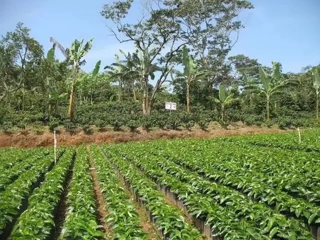 Where does coffee flavor come from? A comprehensive breakdown of 5 key factors from origin to brewing