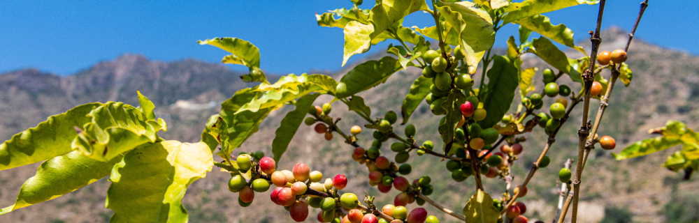 Complete Guide to Ethiopian Specialty Coffee: Flavor Analysis of Yirgacheffe and Sidamo and Pour Over Techniques