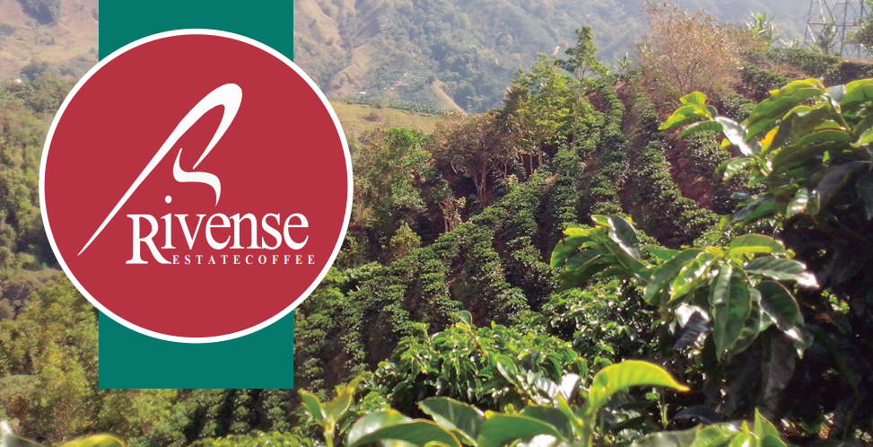 Costa Rica Black Honey Geisha Pour Over Guide | Flavor Profile and Brewing Parameters of Wangshan Estate