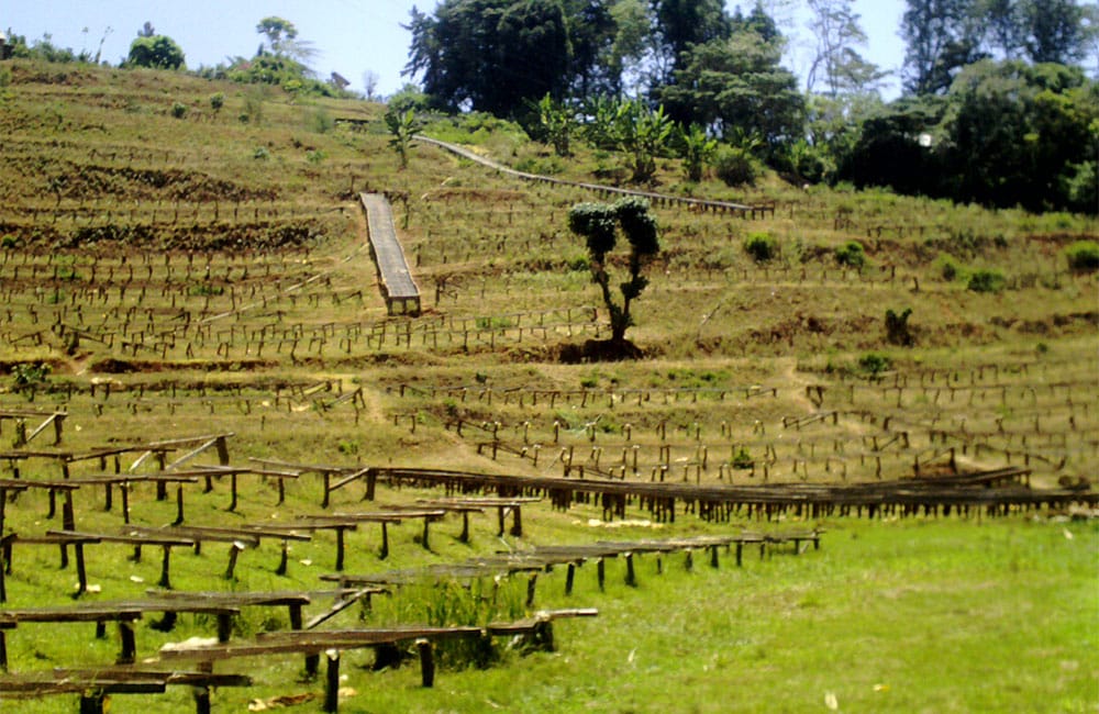In-depth Analysis of Kenya Limuru Coffee Beans: K72 Processing Method, Variety Characteristics, and Pour Over Recommendations
