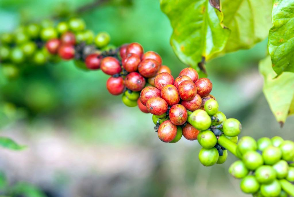 Complete Introduction to Jamaican Blue Mountain Coffee Beans: Grade Classification, Washed Processing, Pour Over Parameters, and Flavor Characteristics