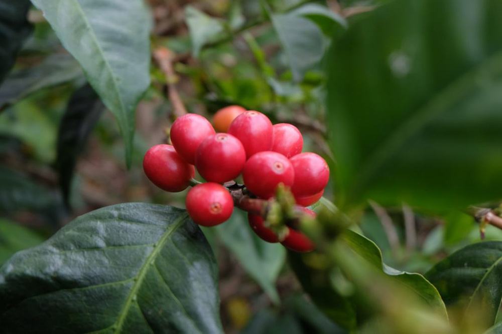 Arabica vs. Robusta Coffee Beans: Variety Characteristics, Regional Differences, and Flavor Guide
